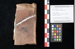 Foto (Objekt + Etikett) von Quercus palaeoilex Ettingshausen (NHMW-GEO-2024-0188-0837)